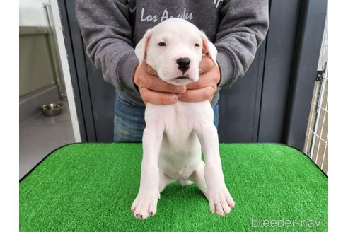 成約済の愛知県のその他の犬種-160919の1枚目